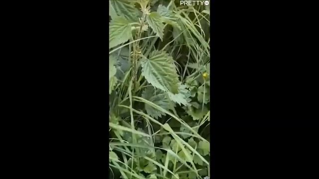 Отец сказал дочке дотронуться до крапивы смотреть онлайн