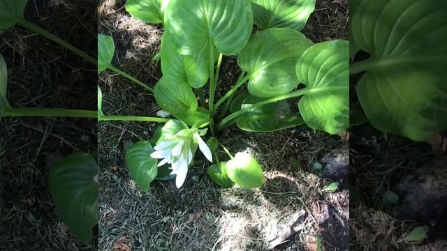 #Лето. Цветение хосты. смотреть онлайн