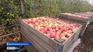 Сбор яблок поздних сортов завершают в Крыму