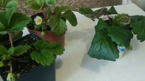 Выращивание  клубники зимой в комнатных условиях