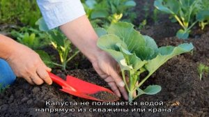 Как часто поливать капусту в открытом грунте