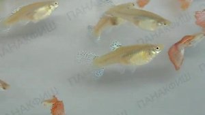 Гуппи красная трава разведения ООО "ПАНАКФИШ"