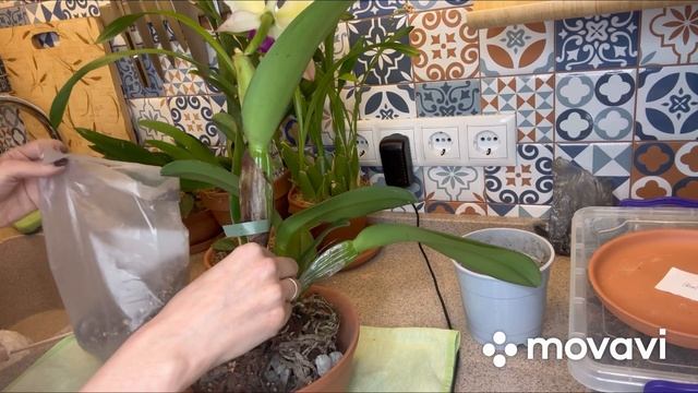 Пересадка новой каттлеи . Обзор посадки других растений. смотреть онлайн