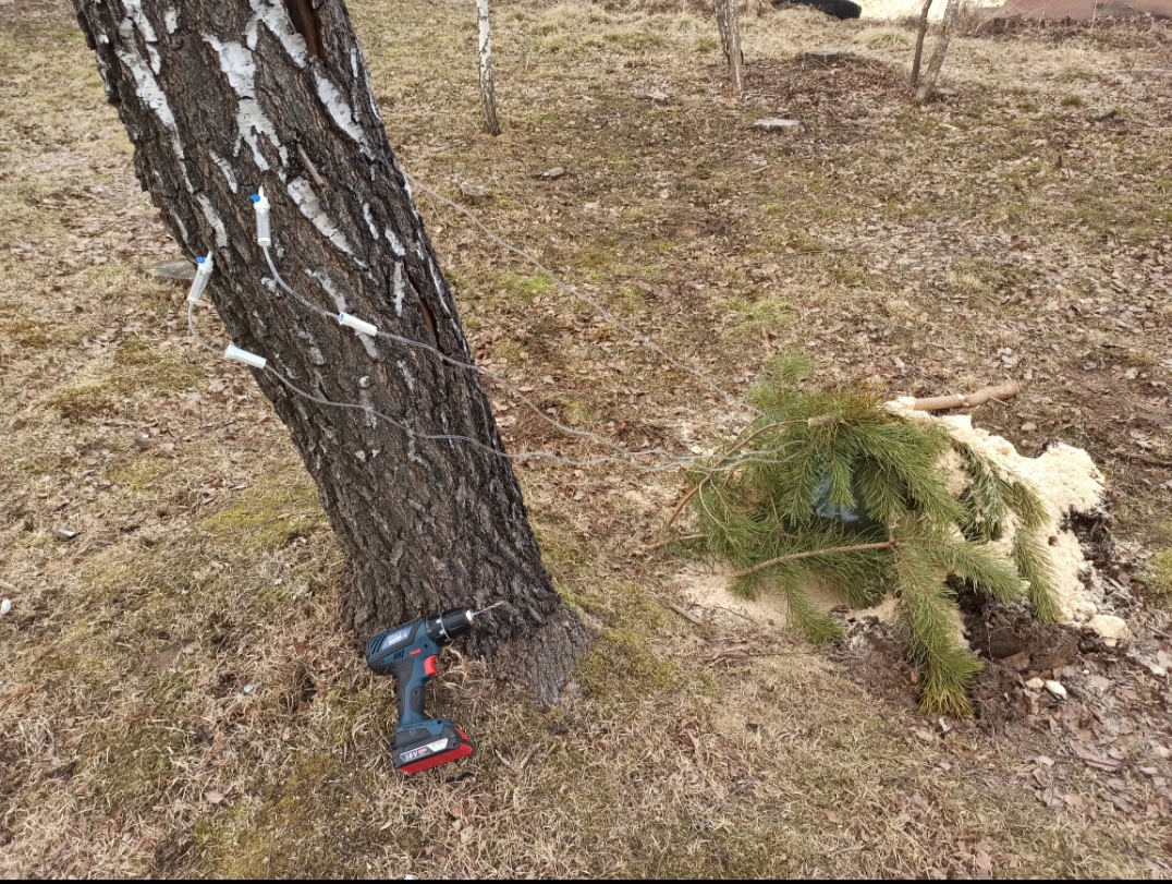 Самый гуманный способ добычи березового сока. Березовый сок через капельницу, с помощью шуруповерта. смотреть онлайн