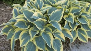 Хоста (цветок)