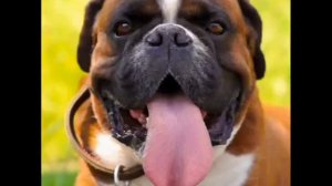 Ролик в память о немецком боксëре Тайсоне с канала "Немецкий Боксëр"