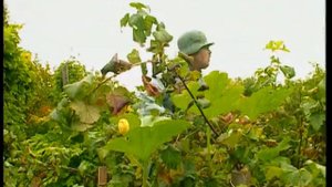 " В компании Миши и Карла" - Огород