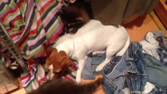 Коммуналка смотреть онлайн