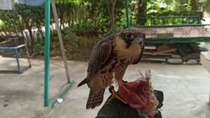 Кошка чуть не схватила сокола. Кормление с руки 1-й день. Сокол чеглок.