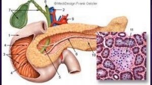 Морфофункциональная характеристика пищеварительной системы