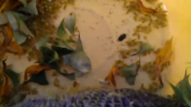 семечки из подсолнуха. Часть 2