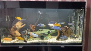 Южноафриканские цихлиды