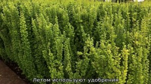Барбарис Тунберга Эректа