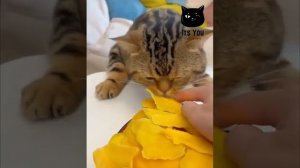 Наглый всеядный кот!