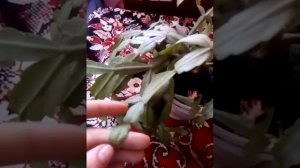 Уход за шлюмбергерой(зигокактус,рождественник,декабрист)