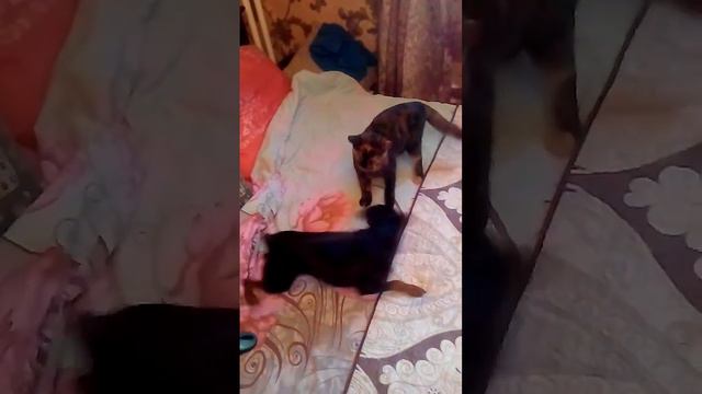 Цвергпинчер играет с котейкой