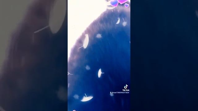 Красивые пушыстые чёрные полосатые Коты, кошечка гламур кис кис киса новинки Коты приколы ржака смотреть онлайн