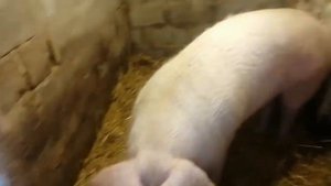 Делаем удобный сарай для содержания Свиноматок!