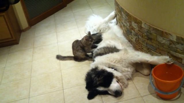 Кошка делает массаж собаке, Пиренейский мастиф, pyrenean mastiff, pirineyskiy mastiff! смотреть онлайн