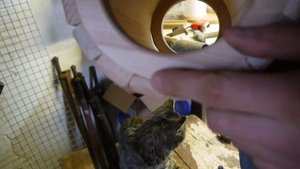 Витрина для шиншилл и дегу №1. Тоннель