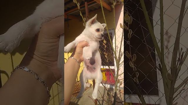Чихуахуа Альтаир продается