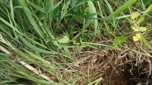 копаю все сигналы с nokta makro simplex plus