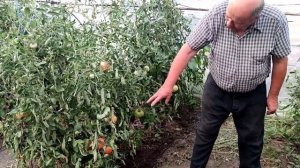 Какие томаты лучше высоко или низкорослые.