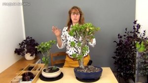 Пятна на крассулах.