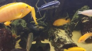 Малавийские цихлиды. Африка.