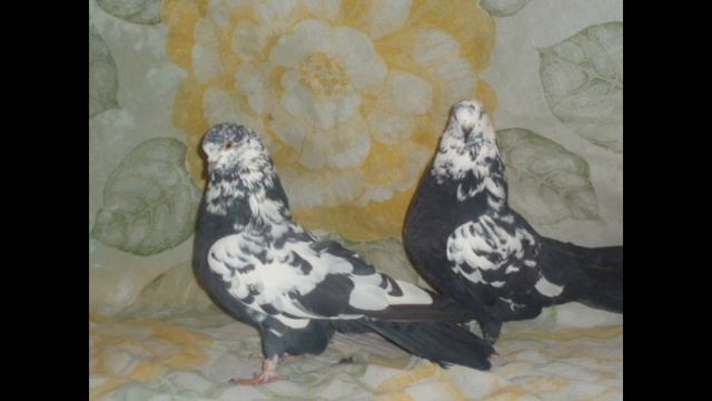 Красивые николаевские голуби фото 3... смотреть онлайн