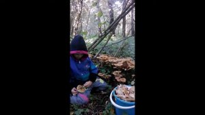 Как правильно собирать опята