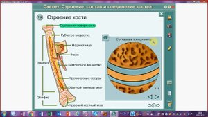 Строение кости. Химический состав кости. Подготовка к ЕГЭ и ОГЭ по биологии