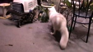 Домашний песец