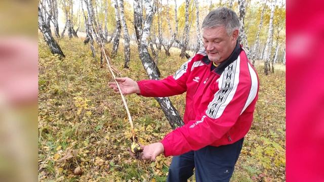 На Байкал! В Иркутской области в лесу увидели и выкопали мартагон. смотреть онлайн