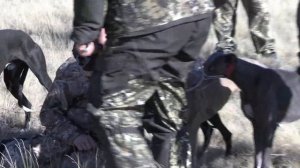 Саратовские областные испытания борзых собак по зайцу русаку и лисице 11 10 2020