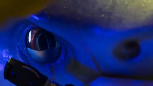 DEEP BLUE SEA 2, The Crazy Experiment With The Killing Machine Fish, And Then...You will see.. смотреть онлайн