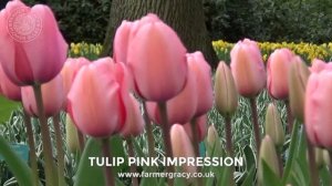 Tulip 'Pink Impression' - FarmerGracy.co.uk