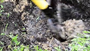 Роза плетистая. Посадка отводок плетистой розы Фламентанц