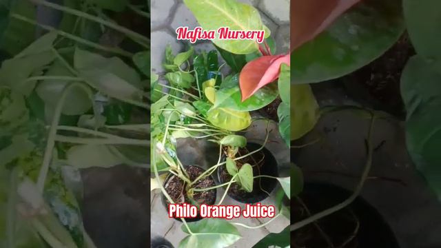 Philodendron orange juice