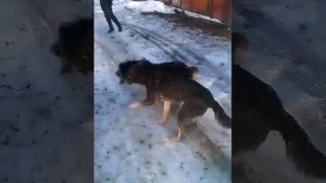 Собачий бой Кыргызстан финал