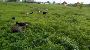 Американские альпийские козы х-ва Козинских, , Самарская Лука.http://kozovod.jimdo.com/