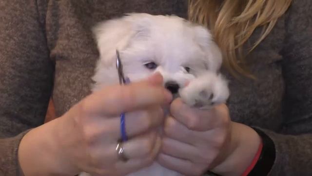 Подстригание коготков щенку мальтезе /Maltese Puppy Claws Cut смотреть онлайн
