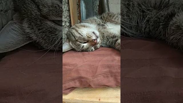 Хвостикам с лейкозом нужна помощь