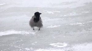 Вы видели как каркает серая ворона (Corvus cornix)? Птицы Беларуси.