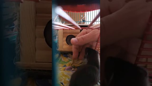 7. Первая тренировка "Кусь". The first training "Bite"! смотреть онлайн