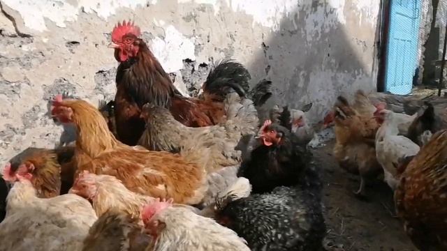 Беда в курятнике. Расклев яйца, что делать и как с этим бороться.