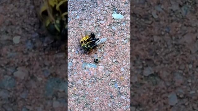 Оса откусила голову мухе смотреть онлайн