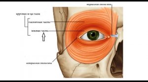 Круговая мышца глаза m  orbicularis oculi