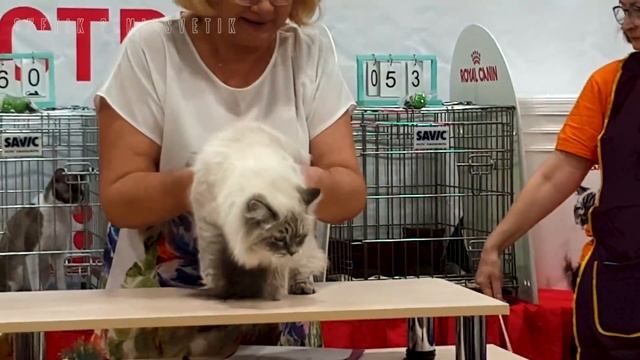 Москва. Ноябрь 2021. ВДНХ. Выставка кошек. Часть 2. Сфинксы, британские, корниш-рекс, девон-рекс.. смотреть онлайн