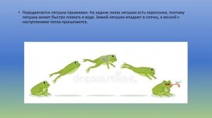 Земноводные: лягушки, жабы природоведение 6 кл